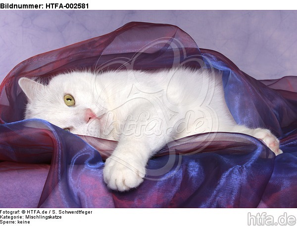 Mischlingskatze / domestic cat / HTFA-002581