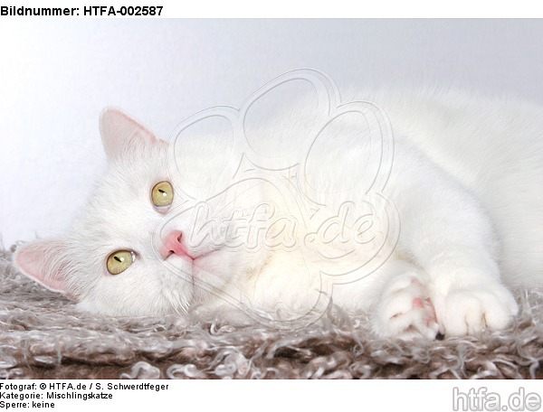 Mischlingskatze / domestic cat / HTFA-002587