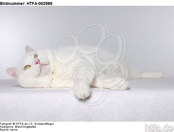 Mischlingskatze / domestic cat / HTFA-002589