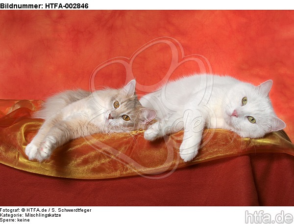 Norwegische Waldkatze und Mischlingskatze / 2 cats / HTFA-002846