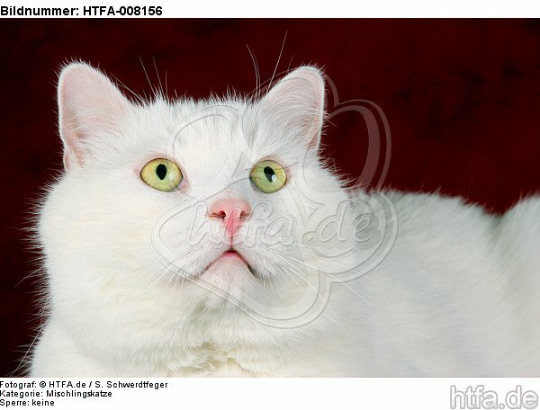 weißer BKH-Mix / white domestic cat / HTFA-008156