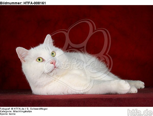 liegender weißer BKH-Mix / lying white domestic cat / HTFA-008161