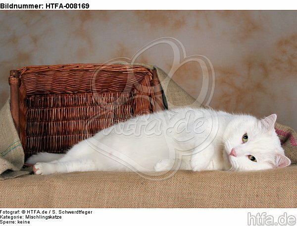liegender weißer BKH-Mix / lying white domestic cat / HTFA-008169