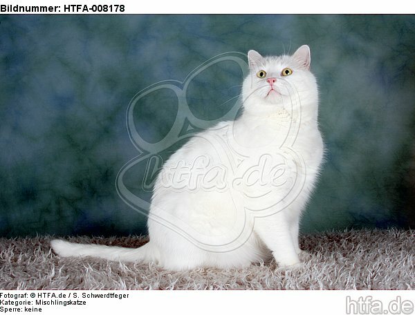 sitzender weißer BKH-Mix / sitting white domestic cat / HTFA-008178