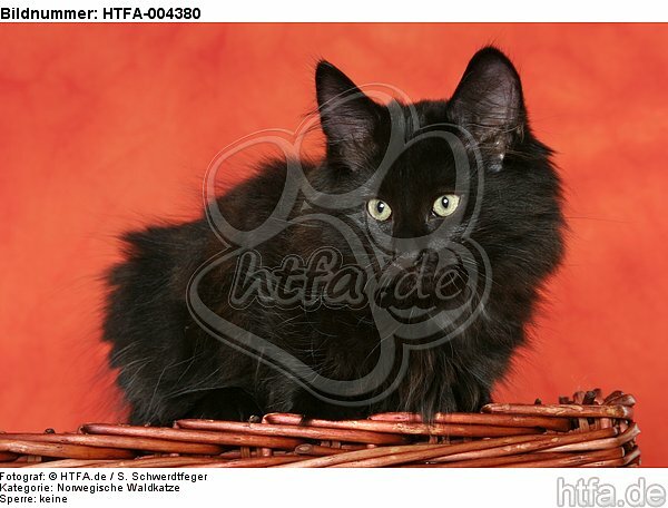Norwegische Waldkatze Kätzchen / norwegian forestcat kitten / HTFA-004380