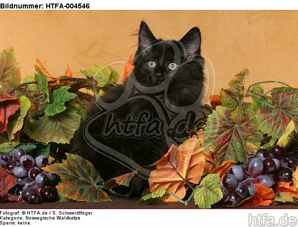 Norwegische Waldkatze Kätzchen / norwegian forestcat kitten / HTFA-004546