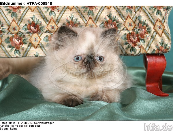 liegendes Perser Colourpoint Kätzchen / lying persian colourpoint kitten / HTFA-009946