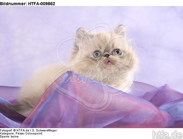 liegendes Perser Colourpoint Kätzchen / lying persian colourpoint kitten / HTFA-009862