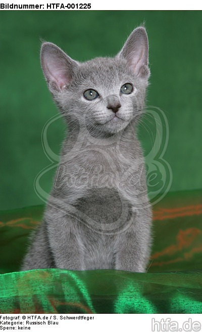 Russisch Blau Kätzchen / russian blue kitten / HTFA-001225