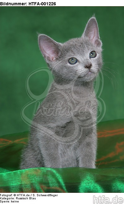 Russisch Blau Kätzchen / russian blue kitten / HTFA-001226