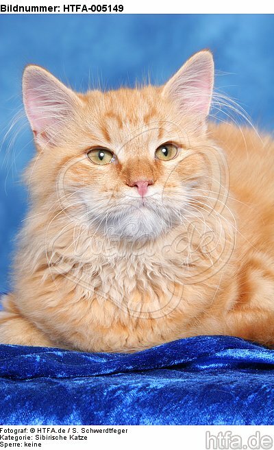Sibirische Katze / siberian cat / HTFA-005149