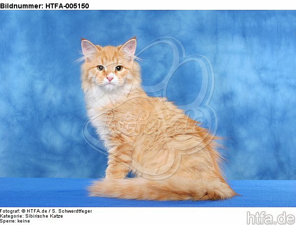 Sibirische Katze / siberian cat / HTFA-005150