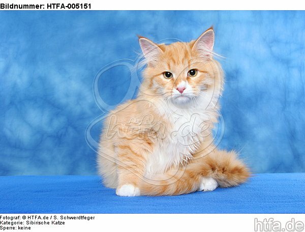 Sibirische Katze / siberian cat / HTFA-005151