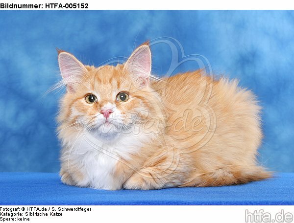 Sibirische Katze / siberian cat / HTFA-005152
