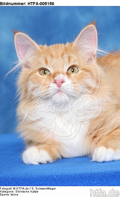 Sibirische Katze / siberian cat / HTFA-005156