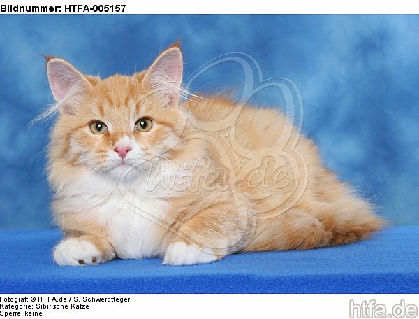 Sibirische Katze / siberian cat / HTFA-005157