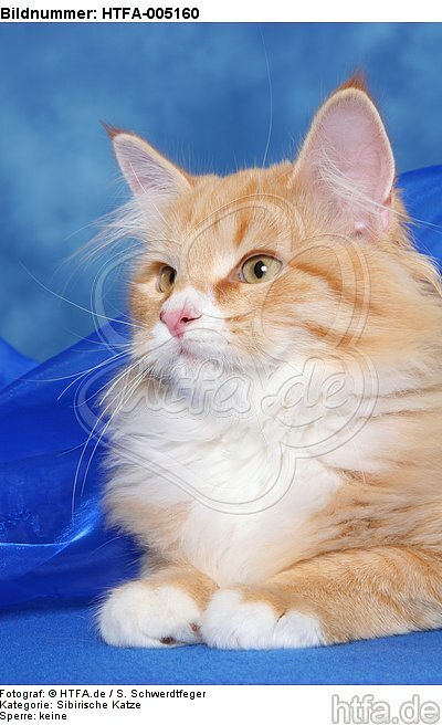 Sibirische Katze / siberian cat / HTFA-005160