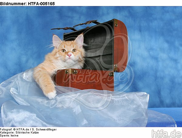 Sibirische Katze / siberian cat / HTFA-005165