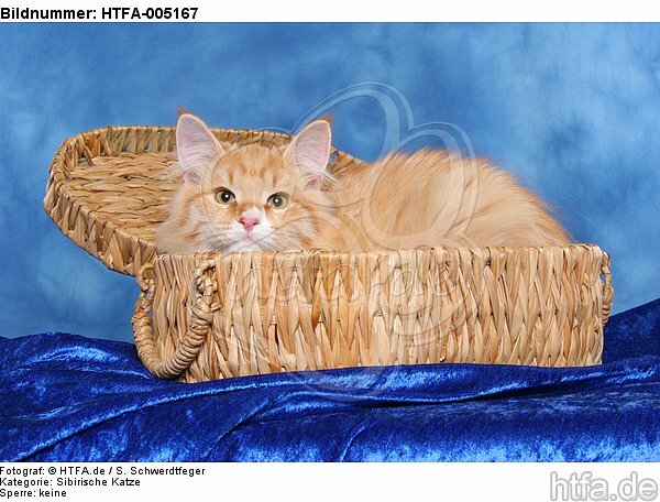 Sibirische Katze / siberian cat / HTFA-005167