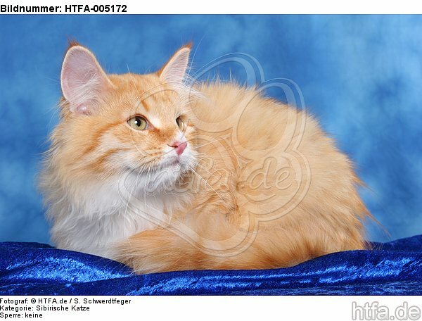 Sibirische Katze / siberian cat / HTFA-005172