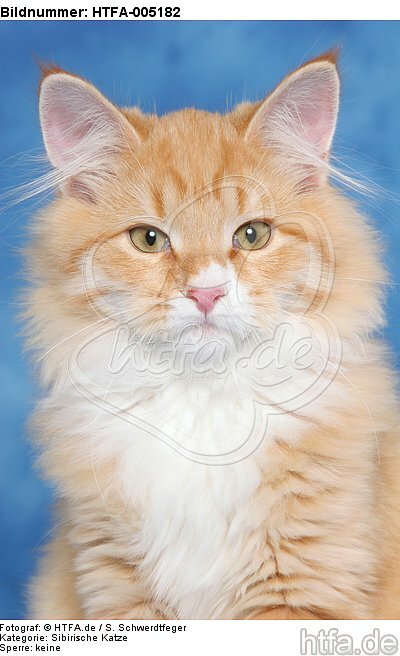 Sibirische Katze / siberian cat / HTFA-005182
