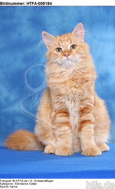 Sibirische Katze / siberian cat / HTFA-005184