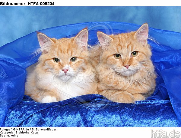 Sibirische Katzen / siberian cats / HTFA-005204