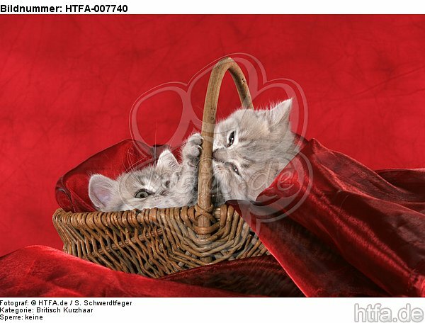 Britisch Kurzhaar Kätzchen / british shorthair kitten / HTFA-007740
