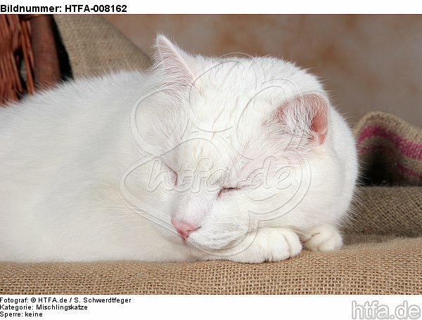 schlafender weißer BKH-Mix / sleeping white domestic cat / HTFA-008162