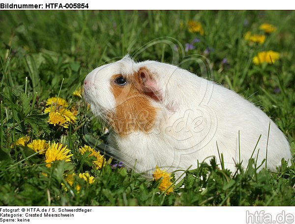 Crested Meerschwein / crested guninea pig / HTFA-005854