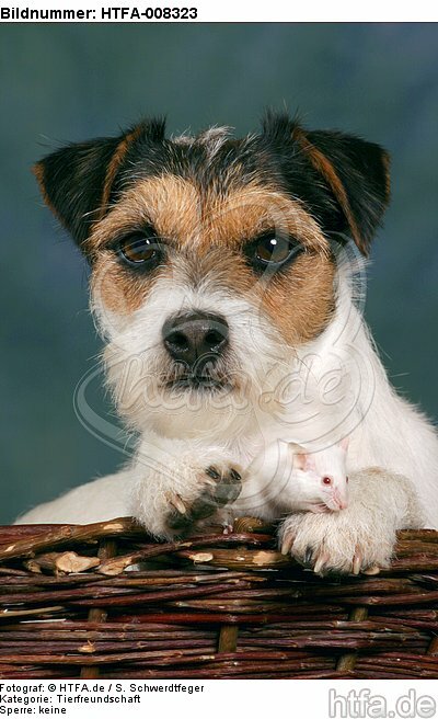 Parson Russell Terrier und Maus / dog and mouse / HTFA-008323