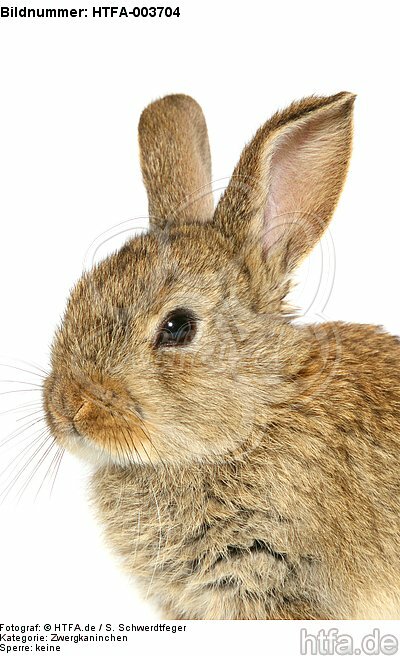 Zwergkaninchen / dwarf rabbit / HTFA-003704