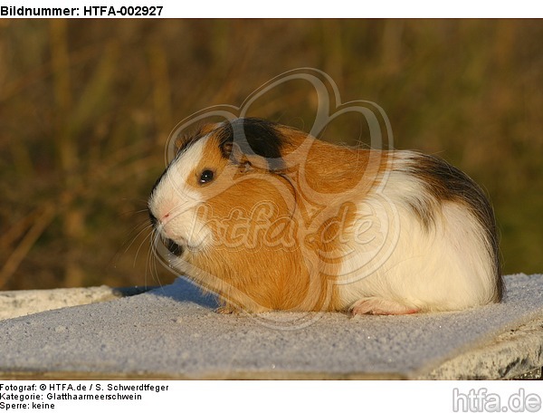 Glatthaarmeerschwein / smooth-haired guninea pig / HTFA-002927