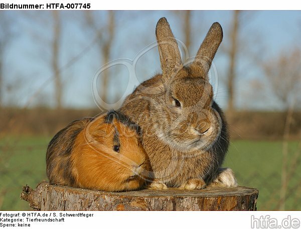 Meerschwein und Kaninchen / guninea pig and rabbit / HTFA-007745