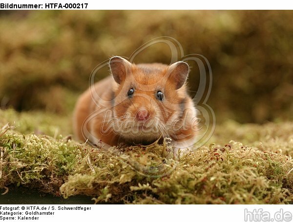 Goldhamster / golden hamster / HTFA-000217