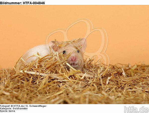 Goldhamster / golden hamster / HTFA-004846