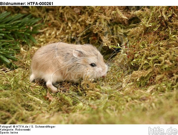 Roborowski Zwerghamster / Roborovski's dwarf hamster / HTFA-000261
