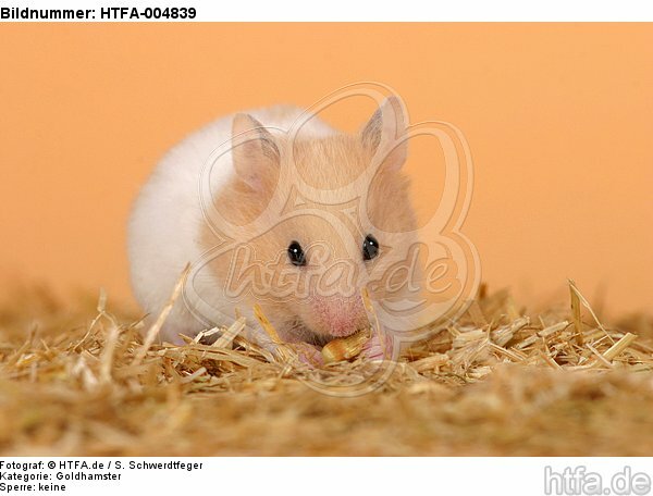 Goldhamster / golden hamster / HTFA-004839