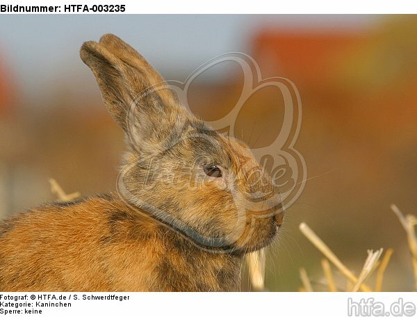Kaninchen / bunny / HTFA-003235