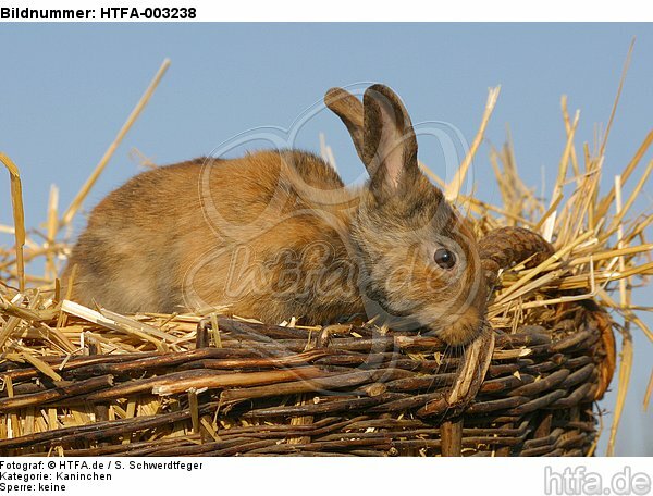 Kaninchen / bunny / HTFA-003238