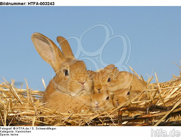 Kaninchen / bunnies / HTFA-003243