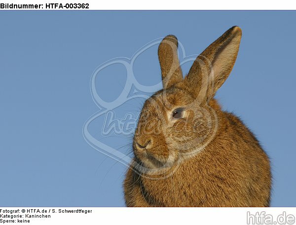 Kaninchen / bunny / HTFA-003362