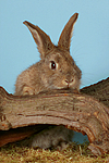 Kaninchen / rabbit