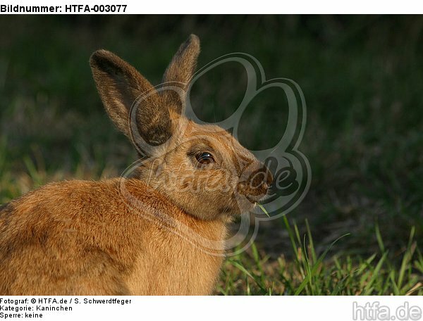 Kaninchen / bunny / HTFA-003077