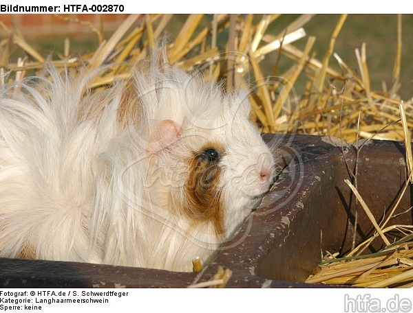 Langhaarmeerschwein / long-haired guninea pig / HTFA-002870