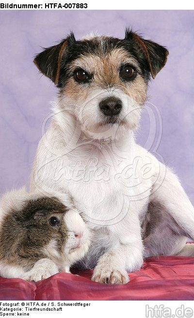 Parson Russell Terrier und Meerschwein / dog and guninea pig / HTFA-007883