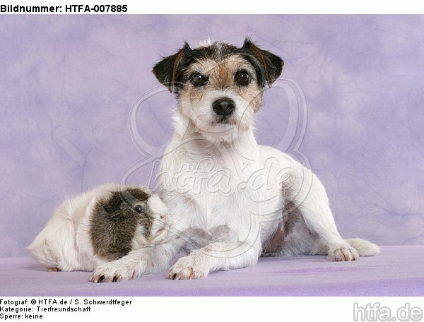 Parson Russell Terrier und Meerschwein / dog and guninea pig / HTFA-007885