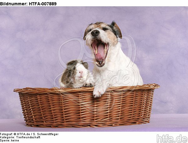 Parson Russell Terrier und Meerschwein / dog and guninea pig / HTFA-007889