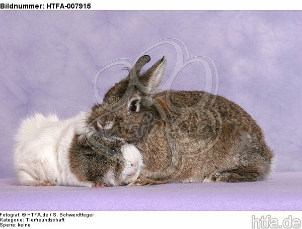 Meerschwein und Zwergkaninchen / guninea pig and dwarf rabbit / HTFA-007915