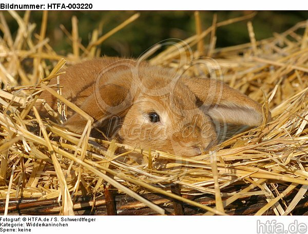 Widderkaninchen / lop-eared bunny / HTFA-003220